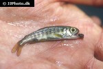 oncorhynchus nerka kokanee oncorhynchus nerka kokanee