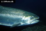oncorhynchus tshawytscha oncorhynchus tshawytscha
