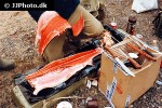 oncorhynchus tshawytscha oncorhynchus tshawytscha