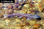 oncorhynchus tshawytscha oncorhynchus tshawytscha