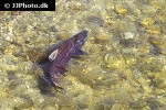 oncorhynchus tshawytscha oncorhynchus tshawytscha