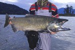 oncorhynchus tshawytscha oncorhynchus tshawytscha