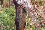 oncorhynchus tshawytscha oncorhynchus tshawytscha