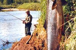 oncorhynchus tshawytscha oncorhynchus tshawytscha
