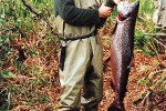 oncorhynchus tshawytscha oncorhynchus tshawytscha