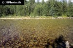 oncorhynchus tshawytscha oncorhynchus tshawytscha