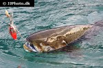 oncorhynchus tshawytscha oncorhynchus tshawytscha