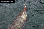 oncorhynchus tshawytscha oncorhynchus tshawytscha