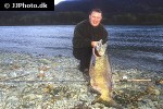 oncorhynchus tshawytscha oncorhynchus tshawytscha