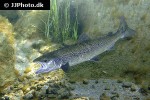 salmo salar salmo salar