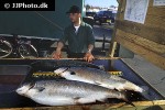salmo salar salmo salar