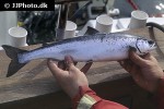 salmo salar salmo salar