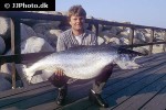 salmo salar salmo salar