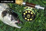 salmo salar salmo salar