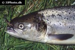 salmo salar salmo salar