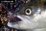 salmo salar salmo salar