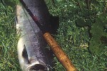 salmo salar salmo salar