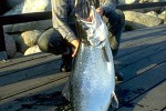 salmo salar salmo salar