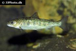 salmo salar salmo salar