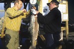 salmo salar salmo salar