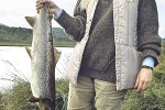 salmo salar salmo salar