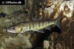 salmo salar salmo salar