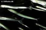 ammodytes tobianus ammodytes tobianus