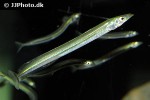 ammodytes tobianus ammodytes tobianus