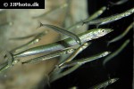 ammodytes tobianus ammodytes tobianus