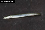ammodytes tobianus ammodytes tobianus