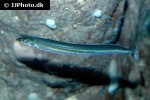 ammodytes tobianus ammodytes tobianus