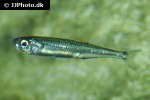 atherina hepsetus atherina hepsetus