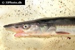 hyperoplus lanceolatus hyperoplus lanceolatus
