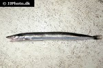 hyperoplus lanceolatus hyperoplus lanceolatus