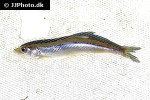 osmerus eperlanus osmerus eperlanus