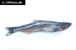 thaleichthys pacificus thaleichthys pacificus