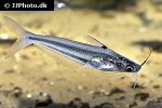 neotropius atherinoides neotropius atherinoides