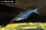 neotropius atherinoides neotropius atherinoides