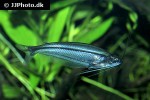 parailia pellucida parailia pellucida