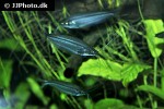 parailia pellucida parailia pellucida