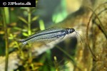 parailia pellucida parailia pellucida