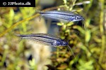 parailia pellucida parailia pellucida