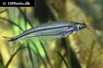 parailia pellucida parailia pellucida