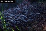 parailia pellucida parailia pellucida