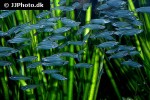 parailia pellucida parailia pellucida