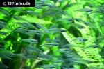parailia pellucida parailia pellucida
