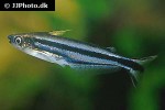 pareutropius buffei pareutropius buffei