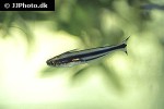 pareutropius buffei pareutropius buffei