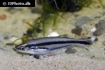 pareutropius buffei pareutropius buffei