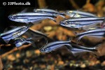pareutropius buffei pareutropius buffei